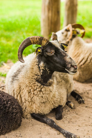 Sweden-Bohuslan-Tanumshede-goat White Modern Wood Framed Art Print with Double Matting by Bibikow, Walter