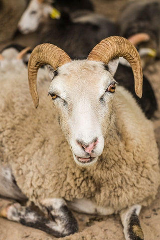 Sweden-Bohuslan-Tanumshede-goat Black Ornate Wood Framed Art Print with Double Matting by Bibikow, Walter