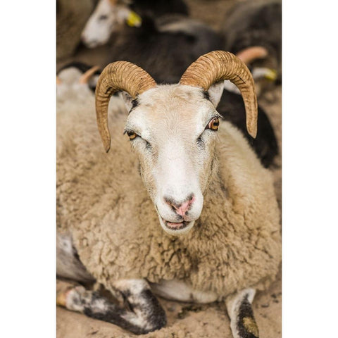 Sweden-Bohuslan-Tanumshede-goat Black Modern Wood Framed Art Print with Double Matting by Bibikow, Walter