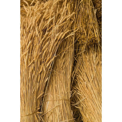 Sweden-Bohuslan-Tanumshede-cut wheat White Modern Wood Framed Art Print by Bibikow, Walter