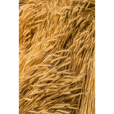 Sweden-Bohuslan-Tanumshede-cut wheat White Modern Wood Framed Art Print by Bibikow, Walter