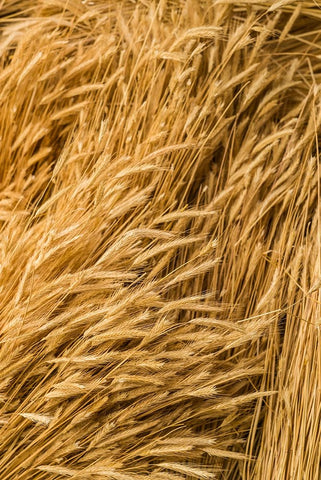 Sweden-Bohuslan-Tanumshede-cut wheat White Modern Wood Framed Art Print with Double Matting by Bibikow, Walter