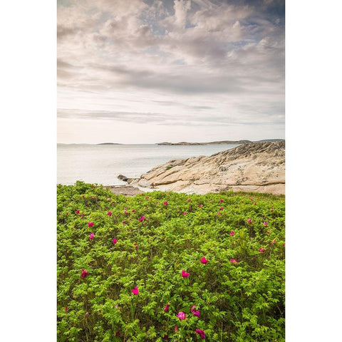 Sweden-Bohuslan-Salto Island-rocky cove seascape Gold Ornate Wood Framed Art Print with Double Matting by Bibikow, Walter