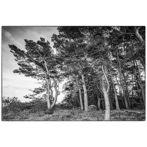 Sweden-Bohuslan-Salto Island-coastal trees Black Modern Wood Framed Art Print by Bibikow, Walter