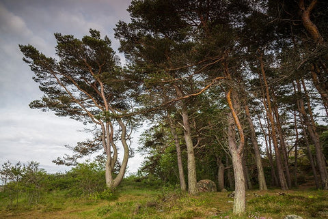 Sweden-Bohuslan-Salto Island-coastal trees Black Ornate Wood Framed Art Print with Double Matting by Bibikow, Walter