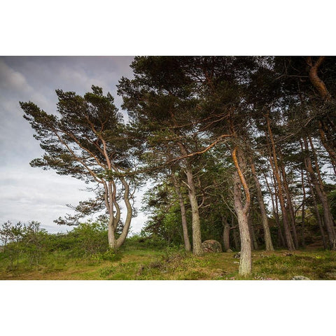 Sweden-Bohuslan-Salto Island-coastal trees Black Modern Wood Framed Art Print by Bibikow, Walter