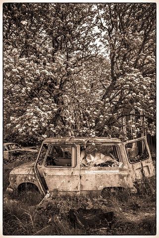 Sweden-Varmland-Bastnas-Bastnas Car Cemetery public park-antique car junkyard White Modern Wood Framed Art Print with Double Matting by Bibikow, Walter