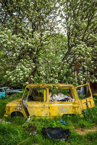 Sweden-Varmland-Bastnas-Bastnas Car Cemetery public park-antique car junkyard White Modern Wood Framed Art Print with Double Matting by Bibikow, Walter