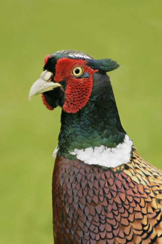 Great Britain, Tresco Isl Ring-necked pheasant Black Ornate Wood Framed Art Print with Double Matting by Morris, Arthur