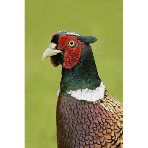 Great Britain, Tresco Isl Ring-necked pheasant Black Modern Wood Framed Art Print by Morris, Arthur