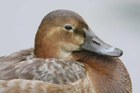 Great Britain, London Close-up of pochard duck Black Ornate Wood Framed Art Print with Double Matting by Morris, Arthur