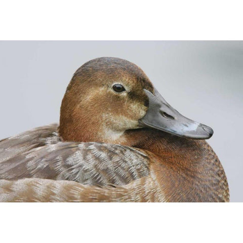 Great Britain, London Close-up of pochard duck White Modern Wood Framed Art Print by Morris, Arthur