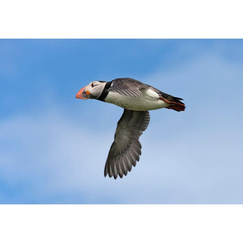 Atlantic Puffin-Fratercula arctica-flying-Northumberland-UK Black Modern Wood Framed Art Print by Su, Keren