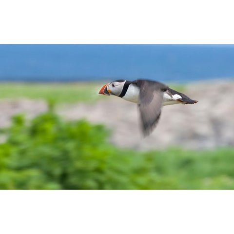 Atlantic Puffins-Fratercula arctica-flying-Northumberland-UK Gold Ornate Wood Framed Art Print with Double Matting by Su, Keren