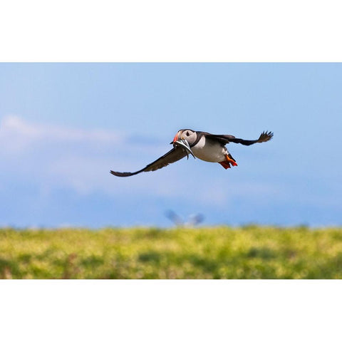 Atlantic Puffin-Fratercula arctica-flying and carrying fish in its beak-Northumberland-UK White Modern Wood Framed Art Print by Su, Keren