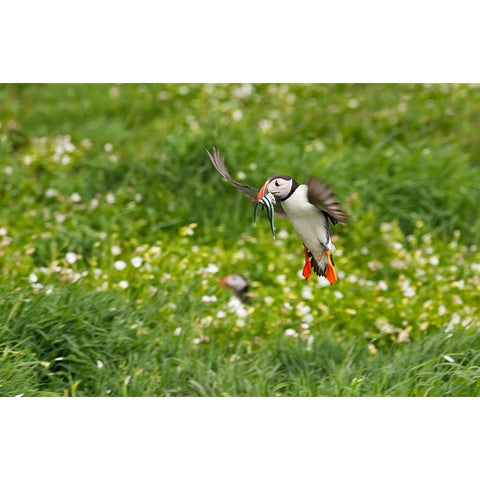 Atlantic Puffin-Fratercula arctica-flying over the meadow carrying fish in its beak-Northumberland- Black Modern Wood Framed Art Print with Double Matting by Su, Keren