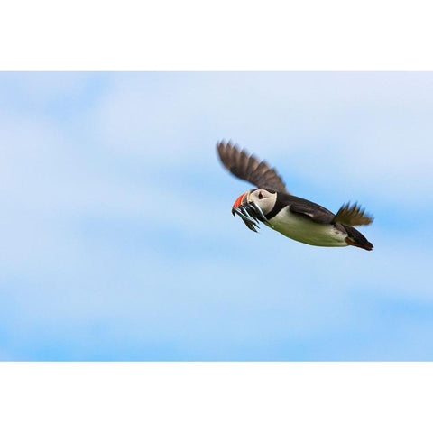 Atlantic Puffins-Fratercula arctica-flying and carrying fish in its beak-Northumberland-UK Black Modern Wood Framed Art Print by Su, Keren