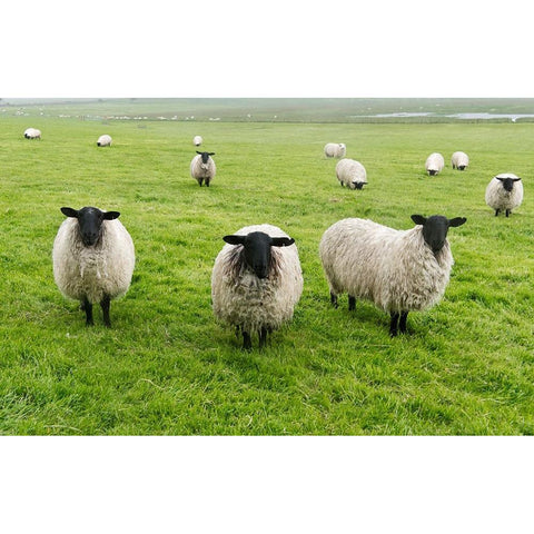 Blackface ewe-Northumberland-England-UK White Modern Wood Framed Art Print by Su, Keren