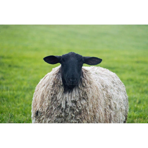 Blackface ewe-Northumberland-England-UK White Modern Wood Framed Art Print by Su, Keren