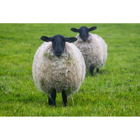 Blackface ewe-Northumberland-England-UK Black Modern Wood Framed Art Print with Double Matting by Su, Keren