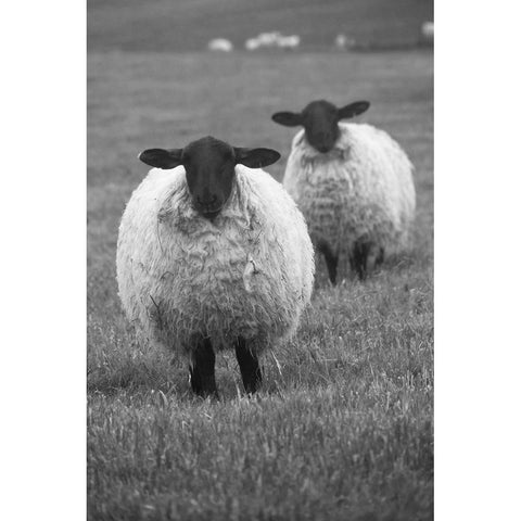 Blackface ewe-Northumberland-England-UK Black Modern Wood Framed Art Print by Su, Keren