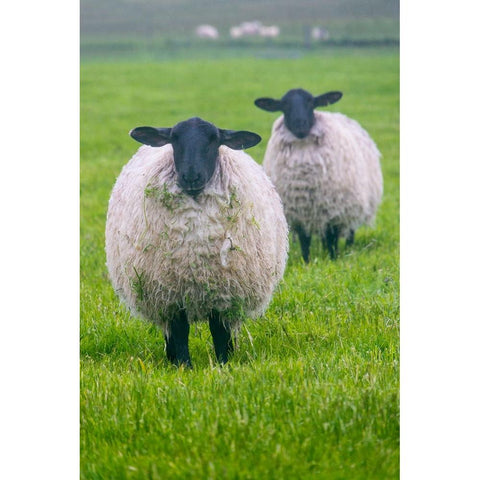 Blackface ewe-Northumberland-England-UK Gold Ornate Wood Framed Art Print with Double Matting by Su, Keren