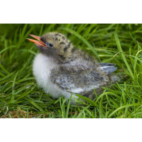 Europe, England, Farne Islands Arctic tern chick Black Modern Wood Framed Art Print by Illg, Cathy and Gordon
