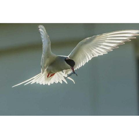 England, Farne Islands Arctic tern with fish Black Modern Wood Framed Art Print by Illg, Cathy and Gordon