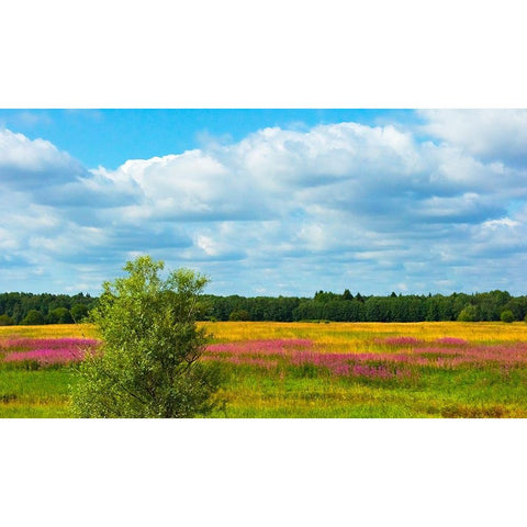 Farmland and flower fields-Estonia Black Modern Wood Framed Art Print by Su, Keren