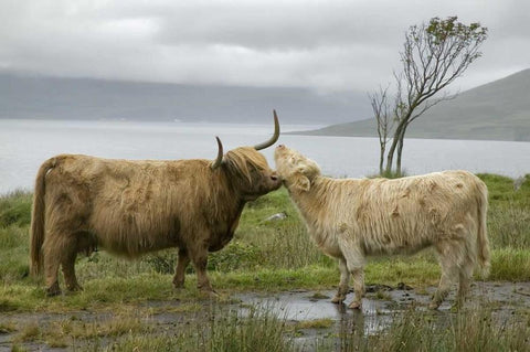Scotland, Highland cows courting and grooming Black Ornate Wood Framed Art Print with Double Matting by Anon, Ellen