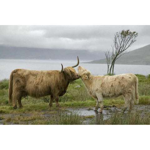 Scotland, Highland cows courting and grooming Black Modern Wood Framed Art Print with Double Matting by Anon, Ellen