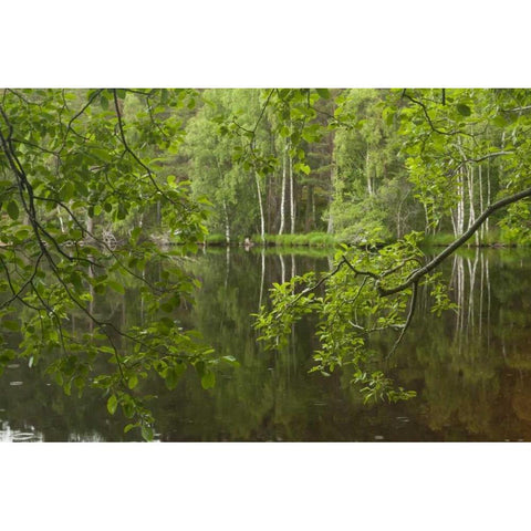 Scotland, Cairngorm NP Calm lake in forest Black Modern Wood Framed Art Print by Illg, Cathy and Gordon