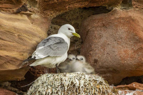 Scotland, Dunbar Kittiwake parent and chicks Black Ornate Wood Framed Art Print with Double Matting by Illg, Cathy and Gordon