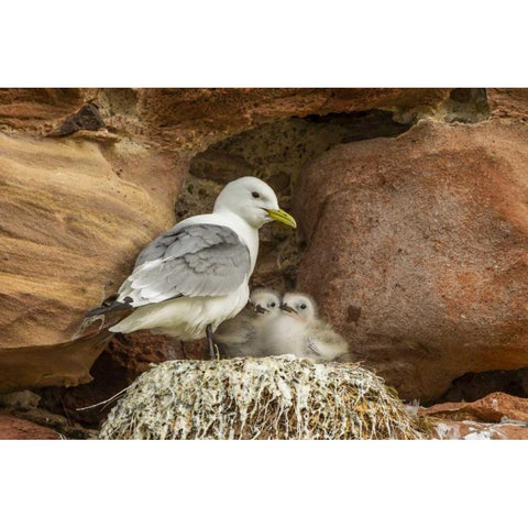 Scotland, Dunbar Kittiwake parent and chicks Black Modern Wood Framed Art Print by Illg, Cathy and Gordon