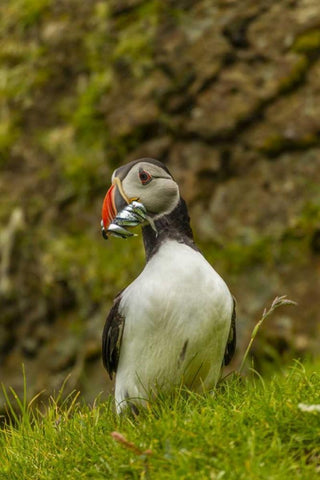 Scotland, Shetland Isl Atlantic puffin with fish Black Ornate Wood Framed Art Print with Double Matting by Illg, Cathy and Gordon