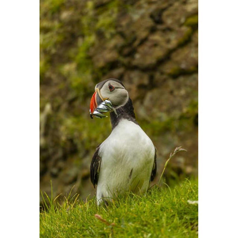 Scotland, Shetland Isl Atlantic puffin with fish Black Modern Wood Framed Art Print by Illg, Cathy and Gordon