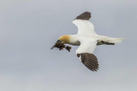 Scotland, Shetland Isl Flying gannet with twig White Modern Wood Framed Art Print with Double Matting by Illg, Cathy and Gordon
