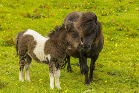 Shetland Islands Shetland pony and offspring White Modern Wood Framed Art Print with Double Matting by Illg, Cathy and Gordon