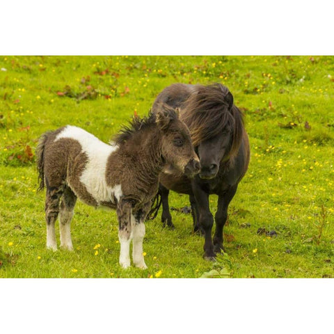 Shetland Islands Shetland pony and offspring Black Modern Wood Framed Art Print by Illg, Cathy and Gordon