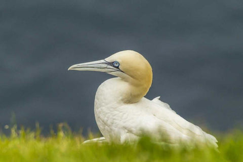 Scotland, Shetland Islands Northern gannet White Modern Wood Framed Art Print with Double Matting by Illg, Cathy and Gordon