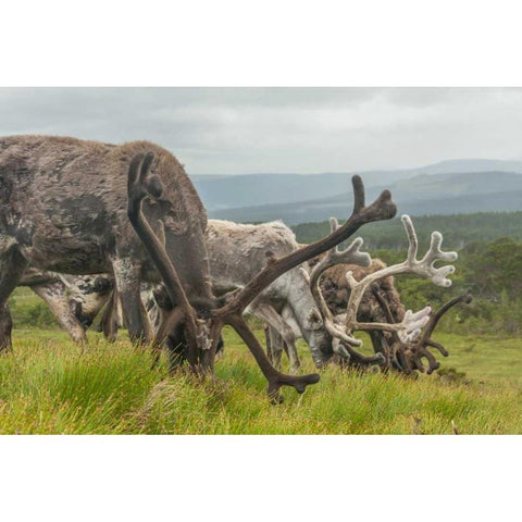 Europe, Scotland, Cairngorm NP Reindeers grazing Black Modern Wood Framed Art Print by Illg, Cathy and Gordon