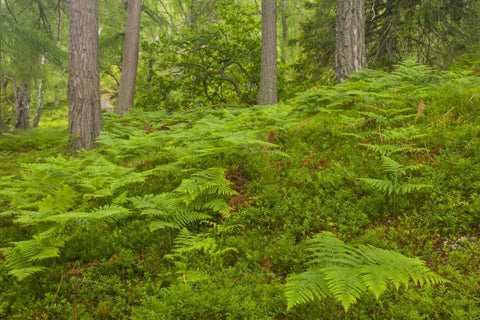 Europe, Scotland, Cairngorm NP Forest ferns Black Ornate Wood Framed Art Print with Double Matting by Illg, Cathy and Gordon