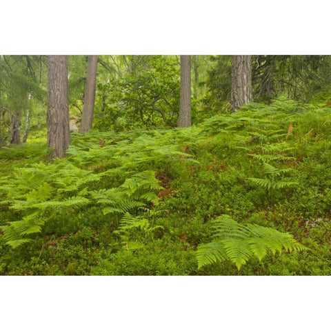 Europe, Scotland, Cairngorm NP Forest ferns Black Modern Wood Framed Art Print by Illg, Cathy and Gordon