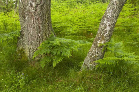 Europe, Scotland, Cairngorm NP Forest ferns White Modern Wood Framed Art Print with Double Matting by Illg, Cathy and Gordon