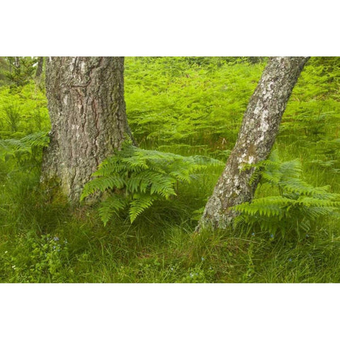 Europe, Scotland, Cairngorm NP Forest ferns Black Modern Wood Framed Art Print by Illg, Cathy and Gordon