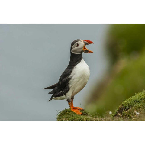 Scotland, Shetland Islands Atlantic puffin White Modern Wood Framed Art Print by Illg, Cathy and Gordon