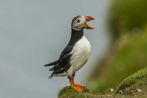 Scotland, Shetland Islands Atlantic puffin White Modern Wood Framed Art Print with Double Matting by Illg, Cathy and Gordon