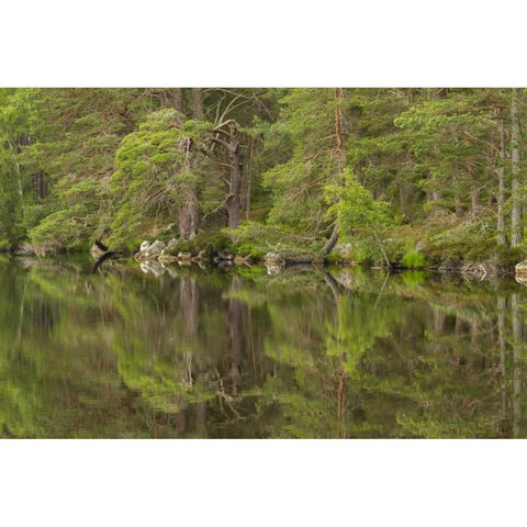 Scotland, Cairngorm NP Calm lake in forest White Modern Wood Framed Art Print by Illg, Cathy and Gordon