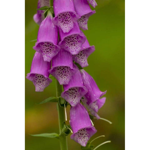 Europe, Scotland, Cairngorm NP Foxglove flowers Black Modern Wood Framed Art Print with Double Matting by Illg, Cathy and Gordon