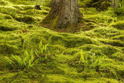 Europe, Scotland, Cairngorm NP Forest ferns White Modern Wood Framed Art Print with Double Matting by Illg, Cathy and Gordon